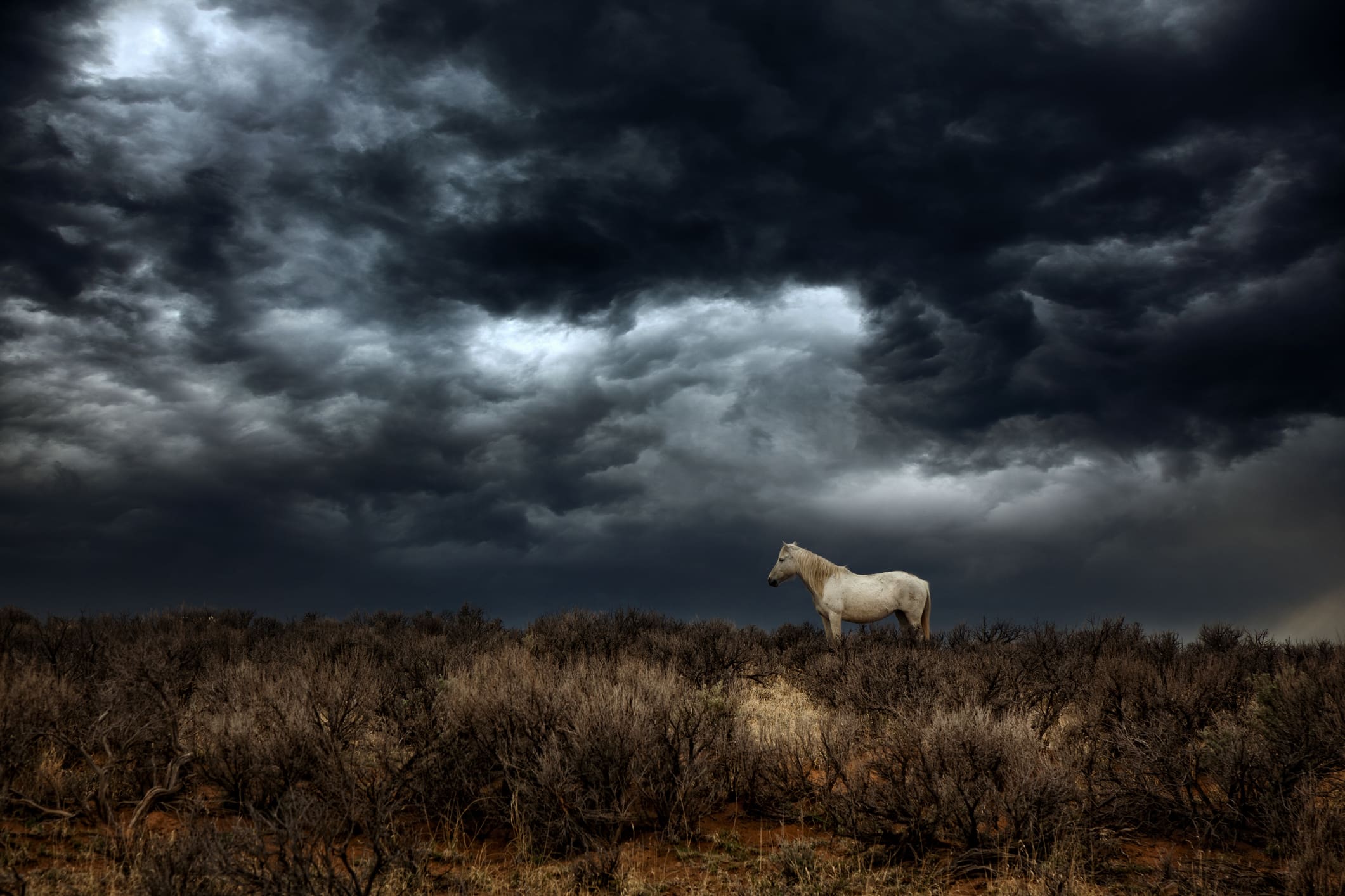 White horse standing alone in a dry field under a dramatic stormy sky.